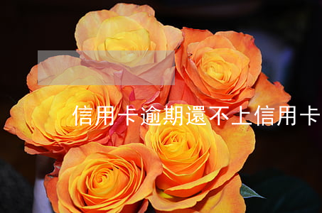 信用卡逾期還不上（信用卡還不上逾期怎么辦）