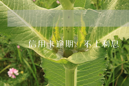 信用卡逾期還不上利息滯(信用卡逾期還不起)