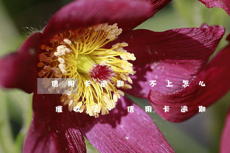 信用卡逾期還不上怎么辦已經(jīng)催收了-信用卡逾期還不上怎么辦已經(jīng)催收了會(huì)找到家人嗎