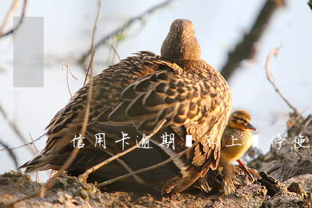 信用卡逾期還不上暫停使用(信用卡 暫停)