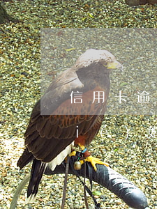 信用卡逾期還不上會(huì)影響結(jié)婚證嗎-信用卡逾期還不上會(huì)影響結(jié)婚證嗎知乎
