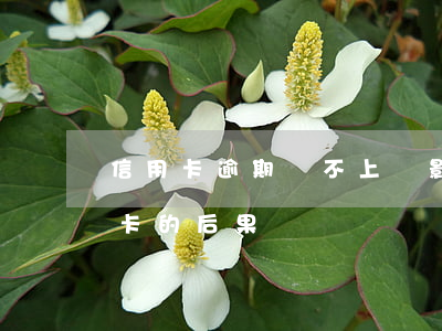 信用卡逾期還不上會影響家人嗎(逾期還信用卡的后果)