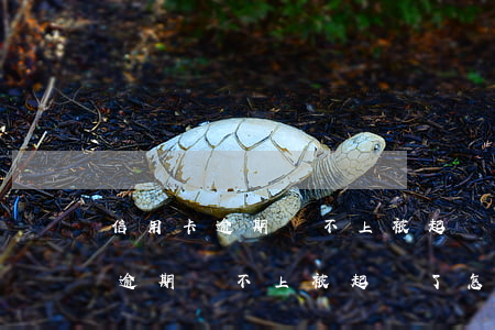 信用卡逾期還不上被起訴了怎么辦-信用卡逾期還不上被起訴了怎么辦老婆的資產(chǎn)會(huì)被動(dòng)節(jié)嗎
