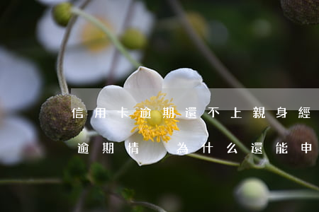 信用卡逾期還不上親身經(jīng)歷(有逾期情況為什么還能申請(qǐng)到信用卡)