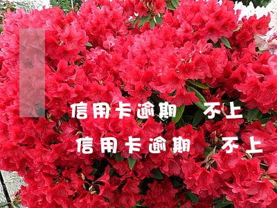 信用卡逾期還不上趕緊試試協(xié)商(信用卡逾期還不上趕緊試試協(xié)商)