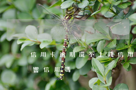 信用卡逾期還不上錢(信用卡逾期還不上錢影響信用嗎)