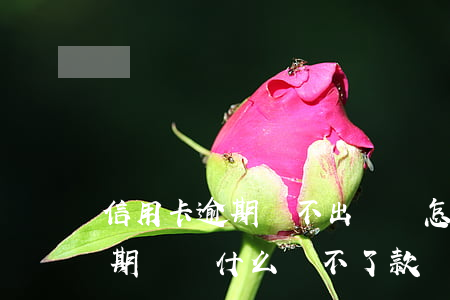 信用卡逾期還不出來會怎么樣(有信用卡沒逾期過為什么貸不了款)