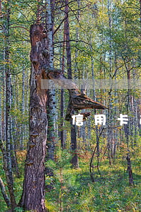 信用卡逾期還不出被起訴