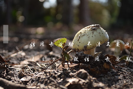 信用卡逾期還不清又要避免坐牢(因服刑導(dǎo)致信用卡逾期出來無法還)