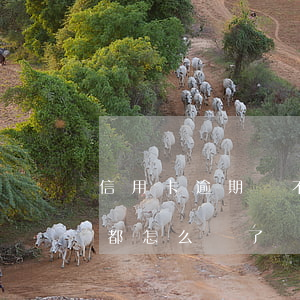 信用卡逾期還不起-信用卡逾期還不起最后都怎么樣了