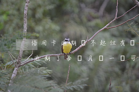 信用卡逾期還不起但有錢存點(欠信用卡的錢逾期了每個月還一點可以嗎)