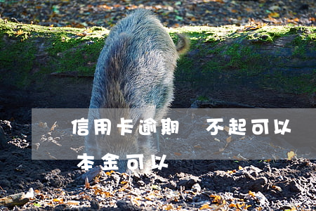信用卡逾期還不起可以還本金嗎(欠信用卡還本金可以嗎)
