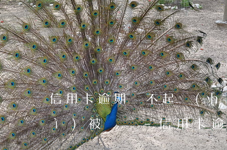 信用卡逾期還不起會(huì)不會(huì)被銷戶-信用卡逾期還不起會(huì)不會(huì)被銷戶了