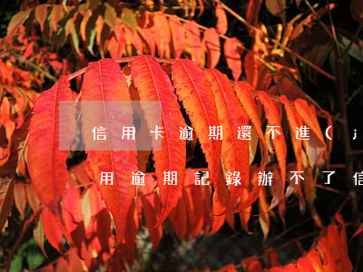信用卡逾期還不進(jìn)去怎么辦(有信用逾期記錄辦不了信用卡)