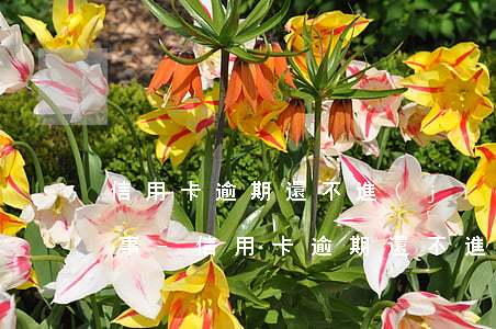信用卡逾期還不進(jìn)去款是怎么回事-信用卡逾期還不進(jìn)去款是怎么回事 4318
