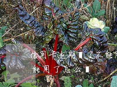 信用卡逾期還了不能用了(信用卡逾期還了不能用了怎么辦)