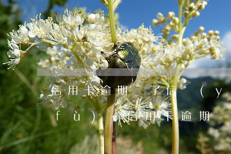 信用卡逾期還了信譽(yù)多久能恢復(fù)-信用卡逾期還了信譽(yù)多久能恢復(fù)正常