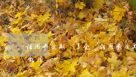 信用卡逾期還了全額 信用卡逾期還了全額還能用嗎