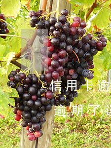 信用卡逾期還了刷不出來了(所有的信用卡都逾期了還不上,怎么辦)