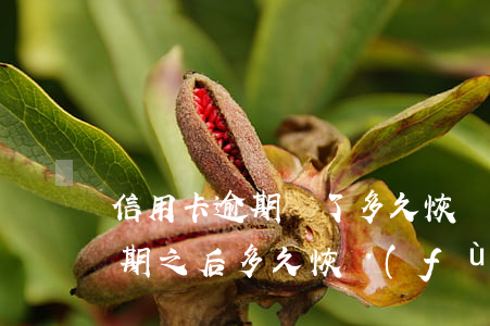 信用卡逾期還了多久恢復(fù)征信-逾期之后多久恢復(fù)征信