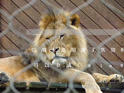 信用卡逾期還了失效(有過(guò)逾期還可以申請(qǐng)信用卡嗎)