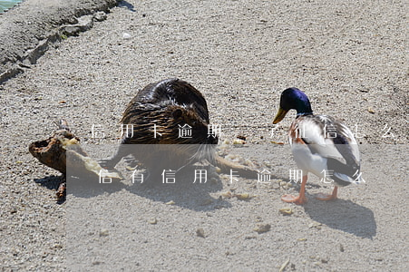 信用卡逾期還了征信怎么恢復(fù)-征信有信用卡逾期怎么處理可以消除