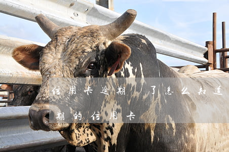 信用卡逾期還了怎么知道還能用不 怎么還逾期的信用卡