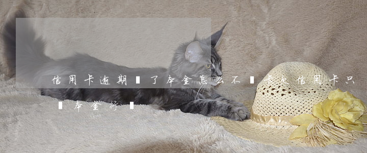 信用卡逾期還了本金怎么不銷卡(欠信用卡只還本金行嗎)