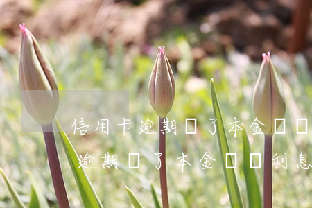 信用卡逾期還了本金沒還利息咋辦-信用卡逾期還了本金沒還利息咋辦呢