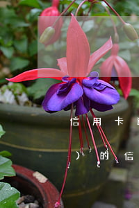 信用卡逾期還了能解凍嗎(逾期凍結(jié)的信用卡還能解凍嗎)