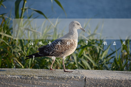 信用卡逾期還了還能在用(為什么信用卡逾期了還能用)