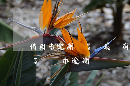 信用卡逾期還了額度還有嗎(為什么信用卡還了還顯示逾期)