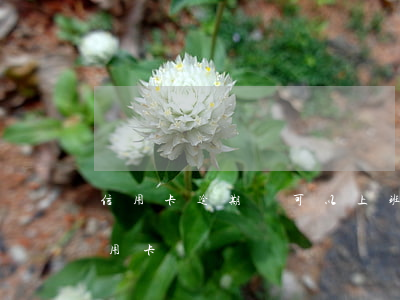 信用卡逾期還可以上班嗎(逾期了還可以辦信用卡)