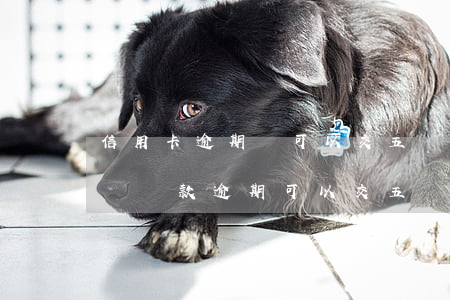 信用卡逾期還可以交五險(xiǎn)一金嗎(貸款逾期可以交五險(xiǎn)一金社保)
