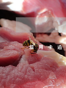 信用卡逾期還可以去迪拜嗎(迪拜逾期怎么辦)