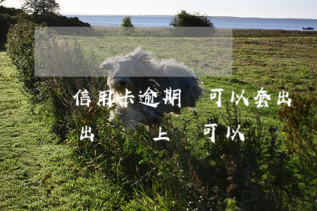 信用卡逾期還可以套出來嗎(用信用卡今天套出來馬上還可以嗎)