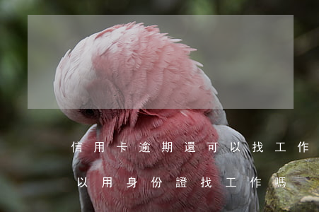 信用卡逾期還可以找工作嗎(欠信用卡逾期可以用身份證找工作嗎)