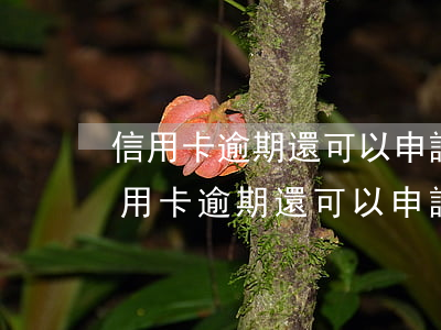信用卡逾期還可以申請(qǐng)分期(信用卡逾期還可以申請(qǐng)分期買車嗎)