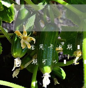 信用卡逾期還可以買房子嗎(名下有信用卡逾期可以買房嗎)