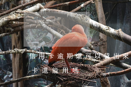 信用卡逾期還可以貸出來嗎(逾期還款的信用卡還能用嗎)