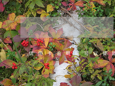 信用卡逾期還可以貸款嗎（借貸卡逾期）