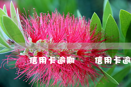 信用卡逾期還唄(信用卡逾期還唄還可以借款嗎)
