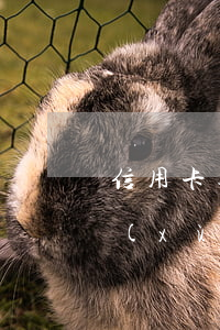 信用卡逾期還在農(nóng)村信用社續(xù)貸嗎-信用卡逾期還在農(nóng)村信用社續(xù)貸嗎可以嗎