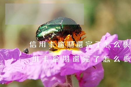信用卡逾期還完了怎么恢復(fù)征信(信用卡逾期還完了怎么恢復(fù)征信呢)