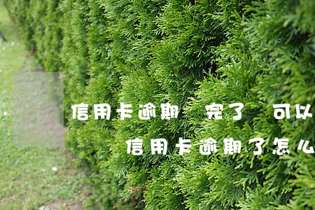 信用卡逾期還完了還可以申請(qǐng)嗎(還信用卡逾期了怎么辦)