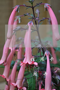 信用卡逾期還完后銷卡花旗(注銷花旗銀行信用卡)