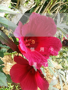 信用卡逾期還完征信顯示更新(今天把信用卡還了,明天打征信報告會更新嗎)