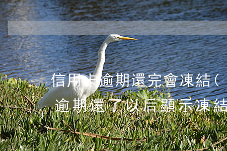 信用卡逾期還完會凍結(jié)嗎(信用卡逾期還了以后顯示凍結(jié))