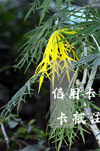 信用卡逾期還完注銷有什么后果(逾期后信用卡被注銷)
