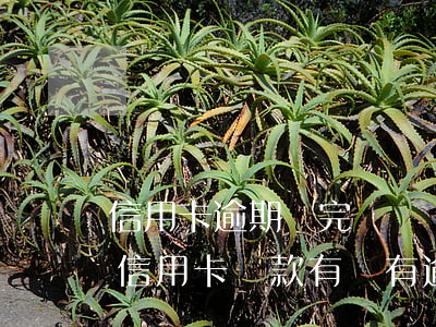 信用卡逾期還完賬單顯示負(fù)(怎么看信用卡還款有沒有逾期)